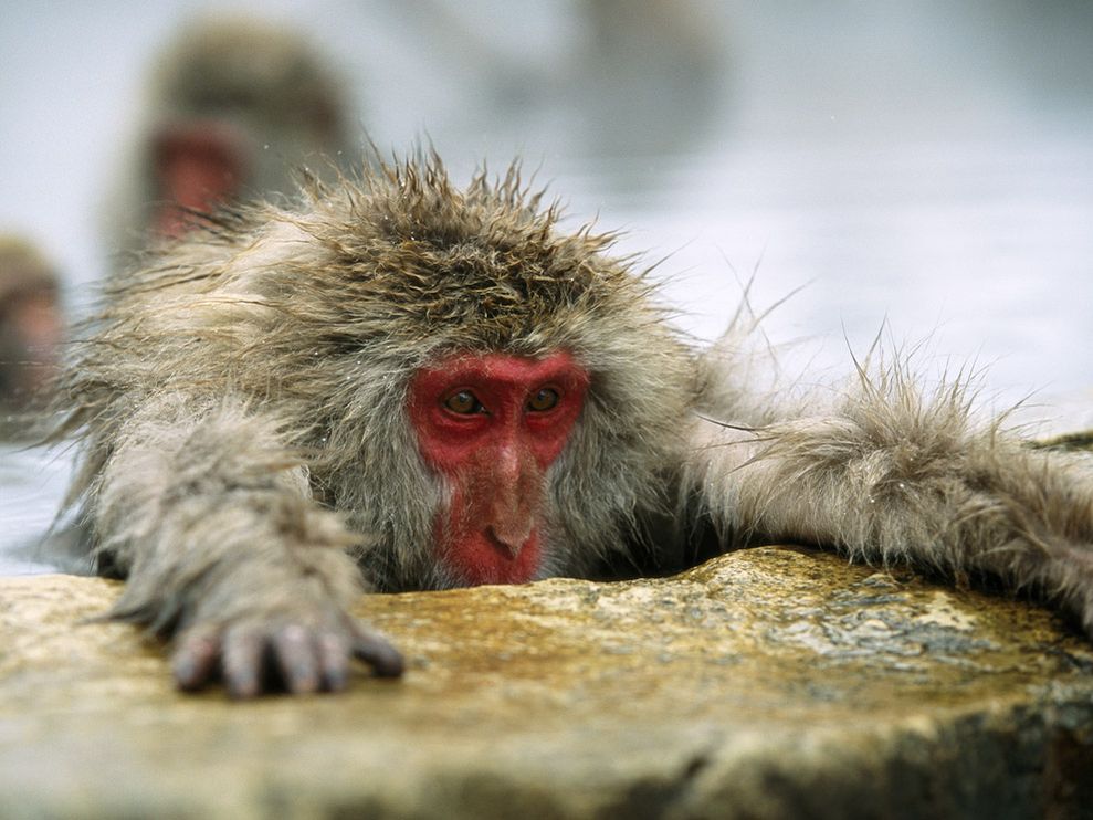 Photo A Japanese Macaque Soaking In Hot Spring