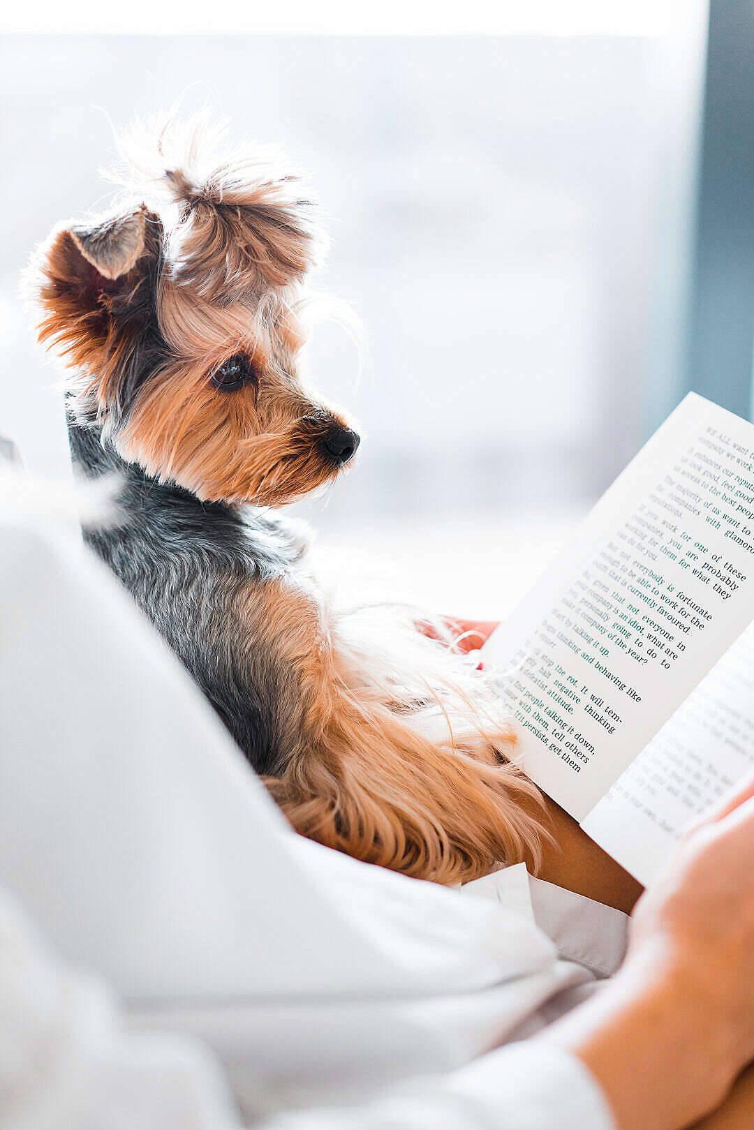 Extremely Cute Yorkie Reading Wallpaper