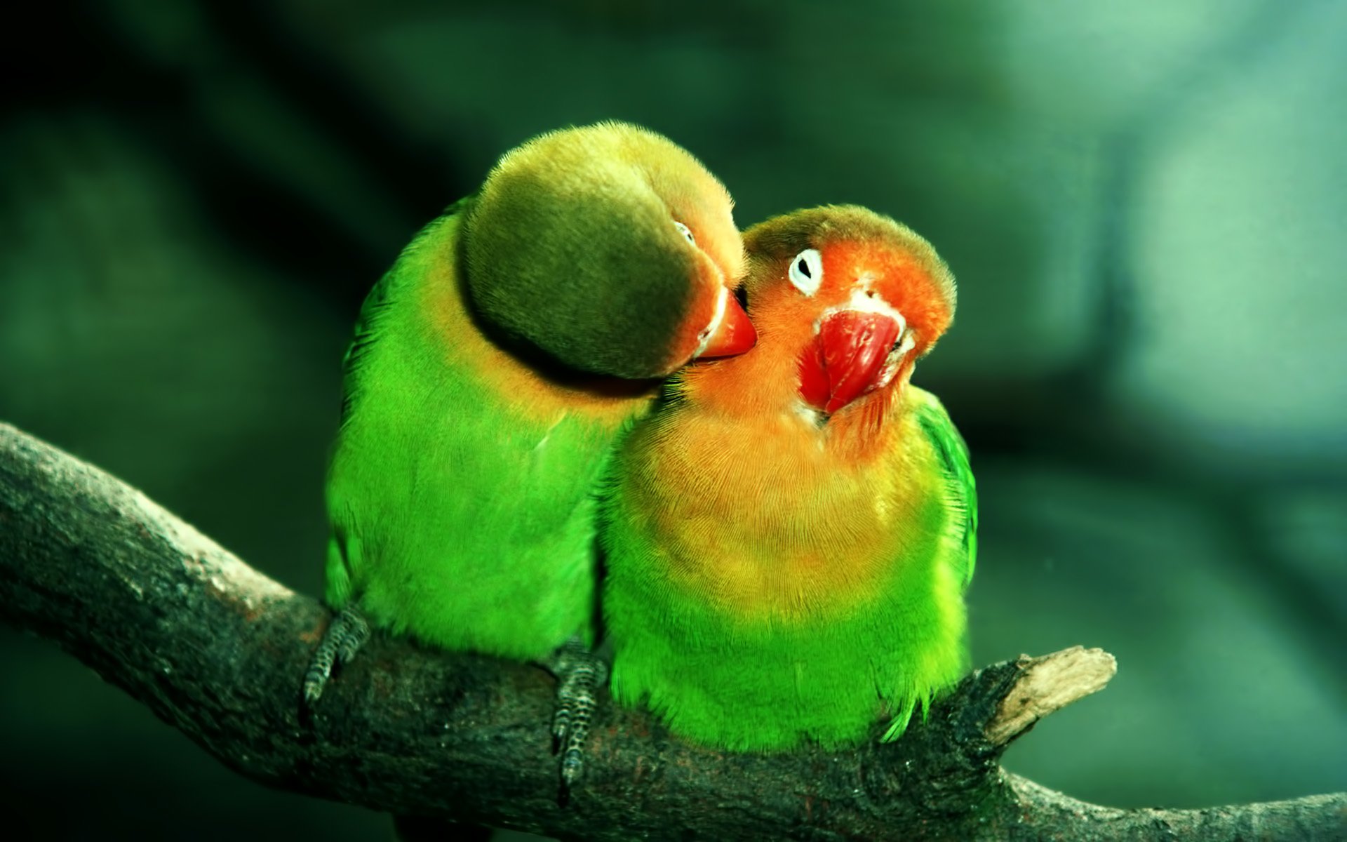 Parrot HD Wallpaper Background Image