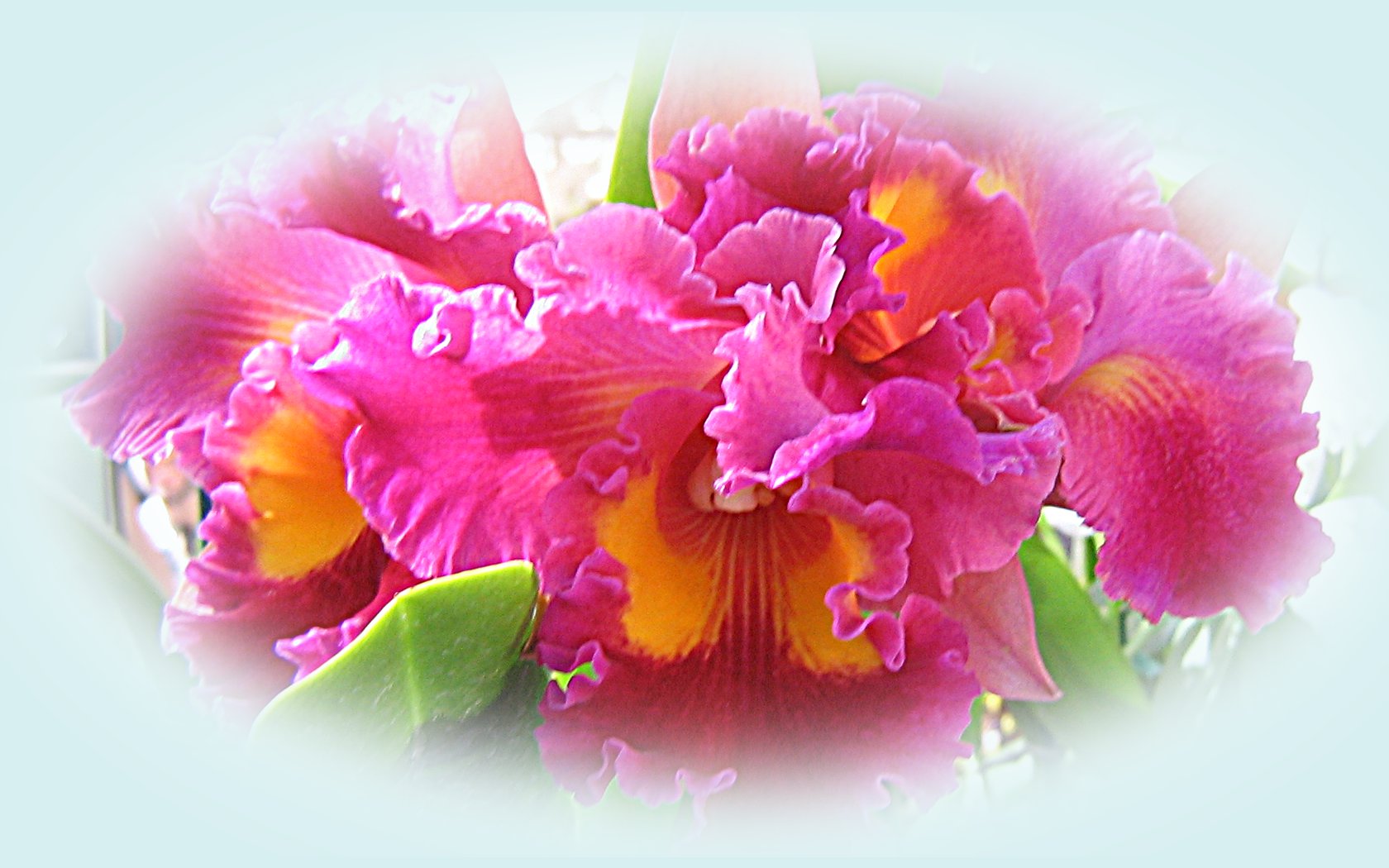 Beautiful Orchids Widescreen Wallpaper