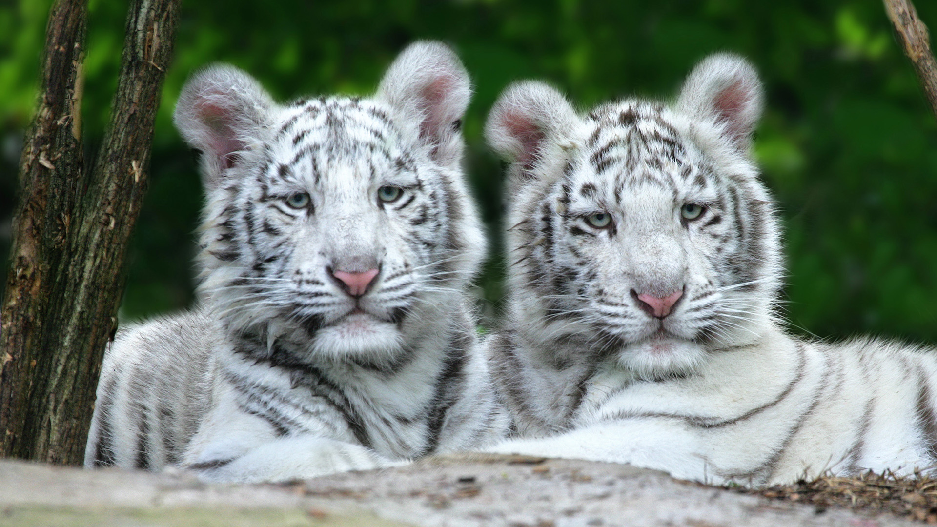 White Tiger Cubs HD wallpaper