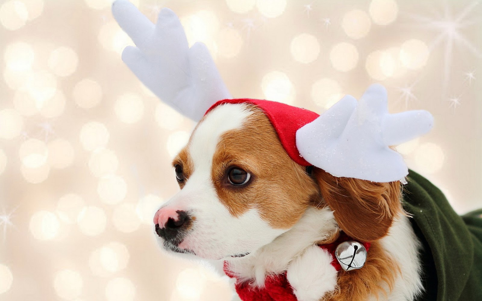 Wallpaper of a cute christmas dog HD Animals Wallpapers