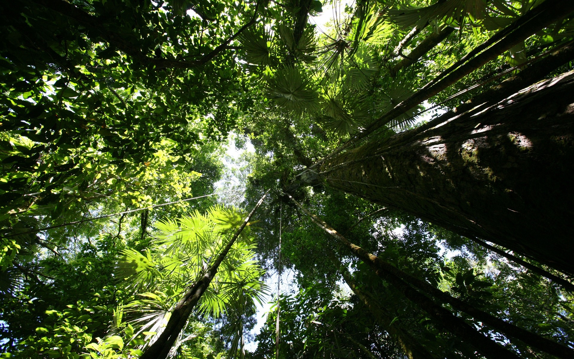 Rainforest HD Wallpaper Nature