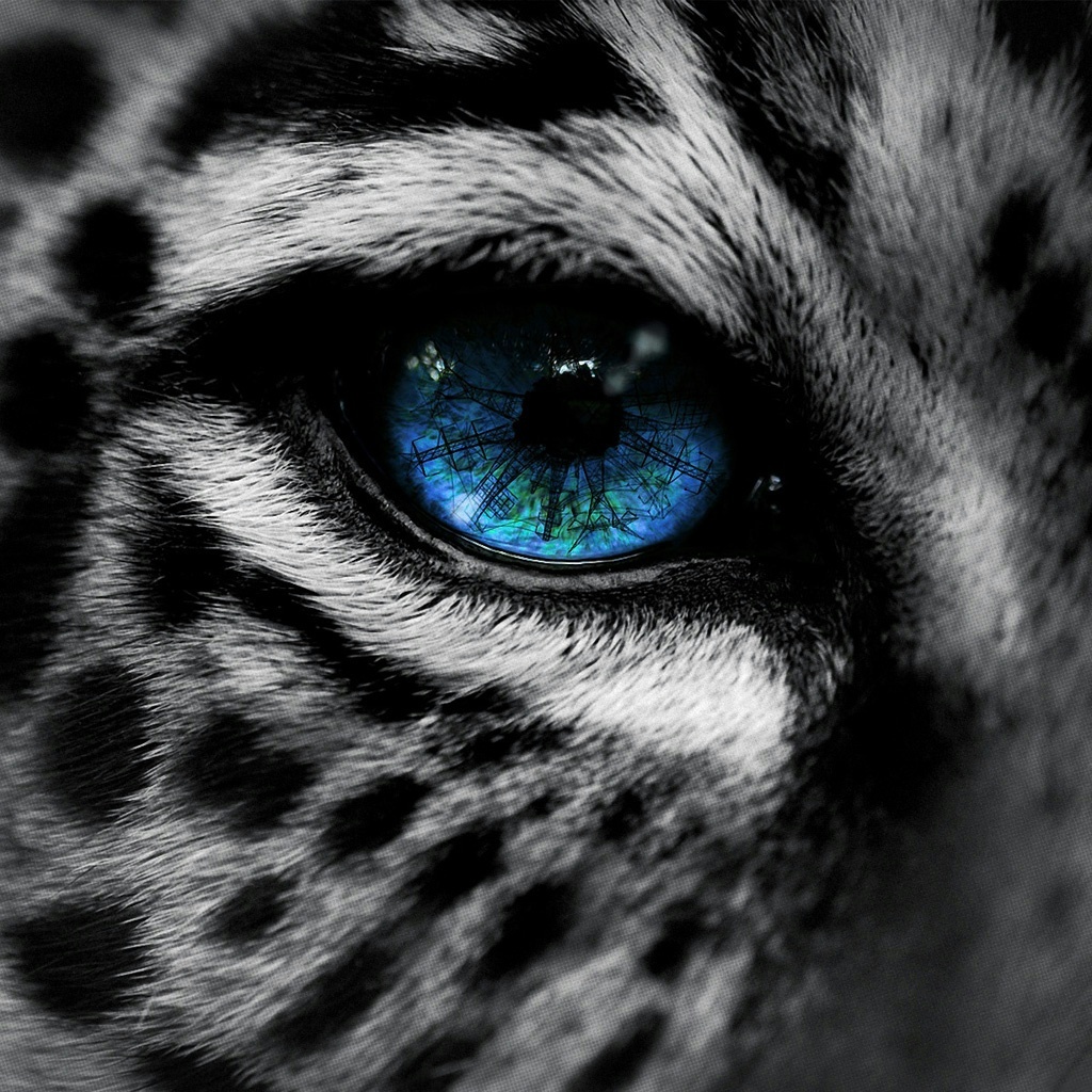 Snow Leopard Blue Eye iPad Wallpaper And