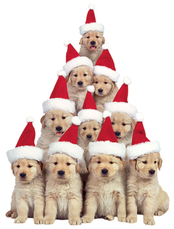 Golden Retriever Puppies Holiday Mag
