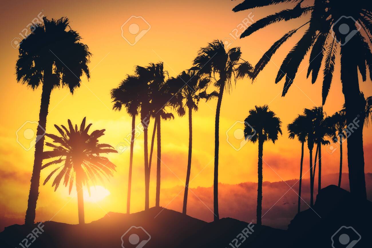 Creative Backlit Palm Trees On Sunset Background California 1300x866