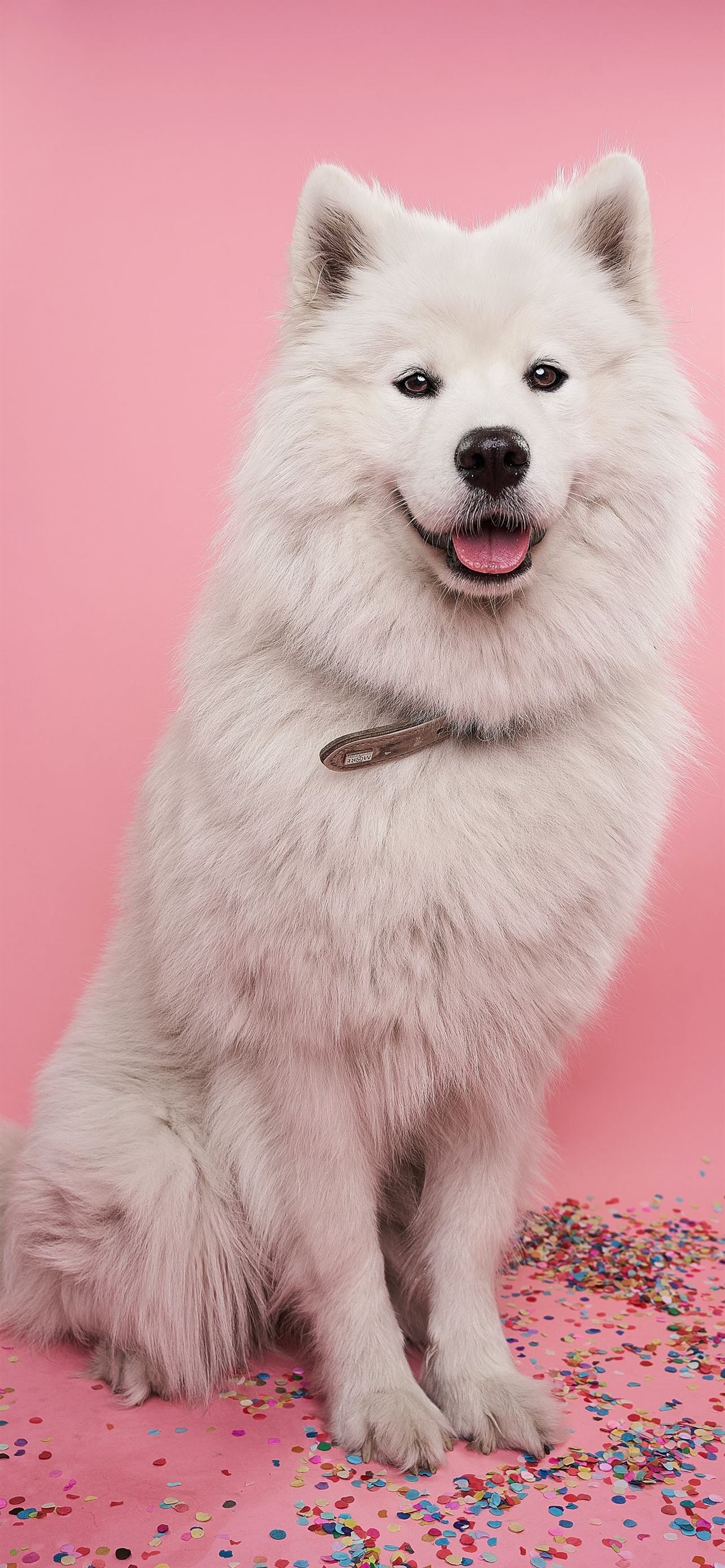 White Long Coat Small Dog iPhone Wallpaper