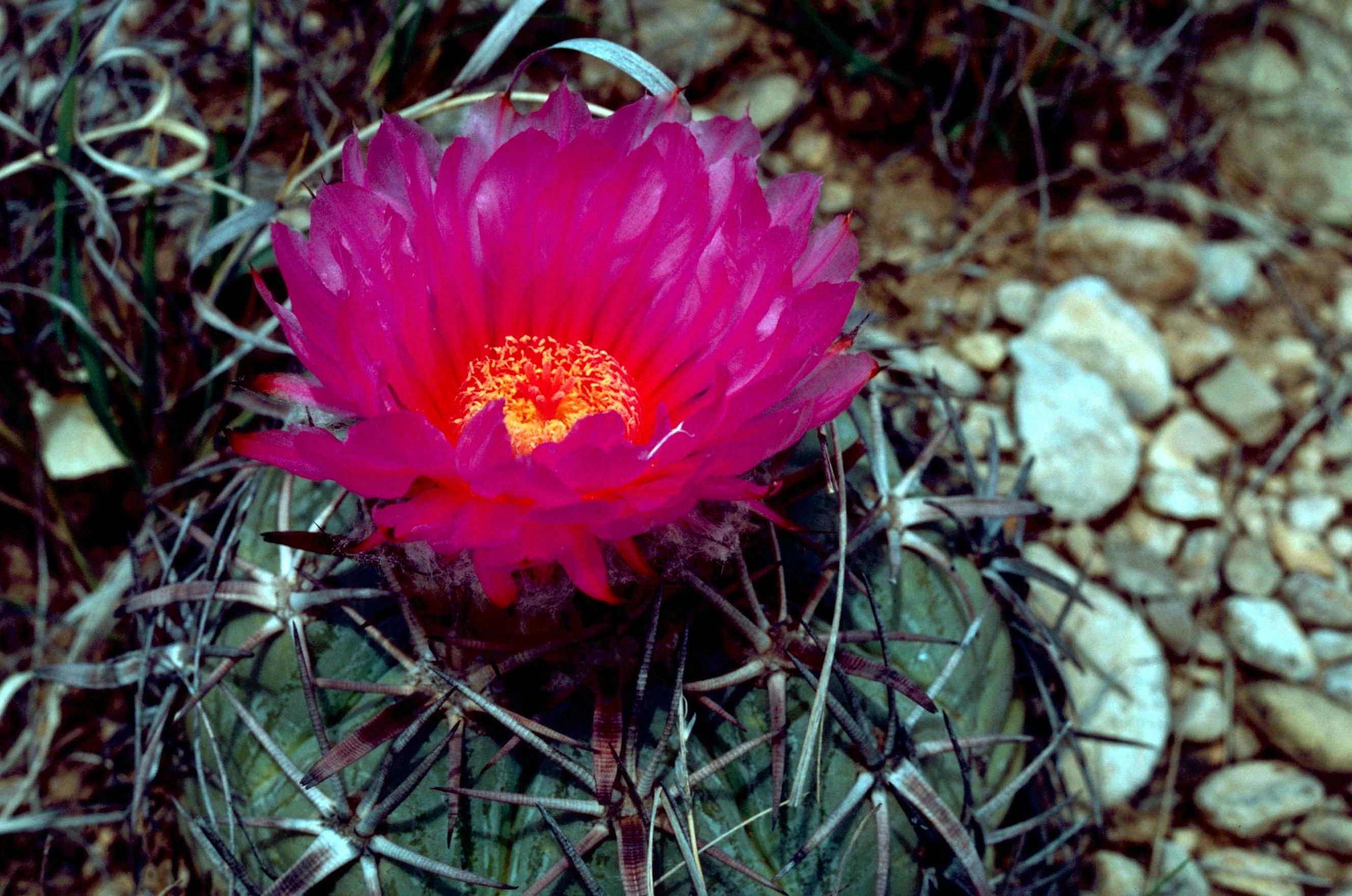 Cactus Flower HD Wallpaper Flowers