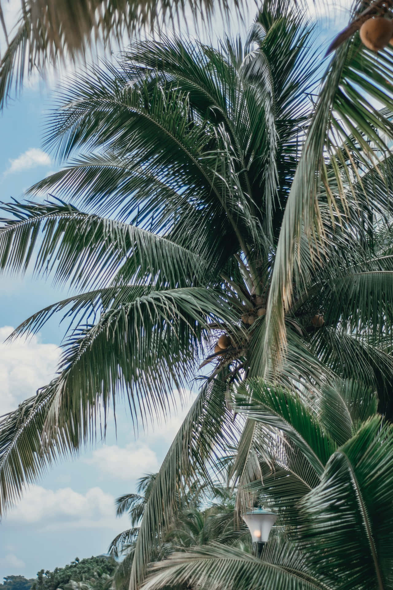 Coconut Tree X Picture Wallpaper