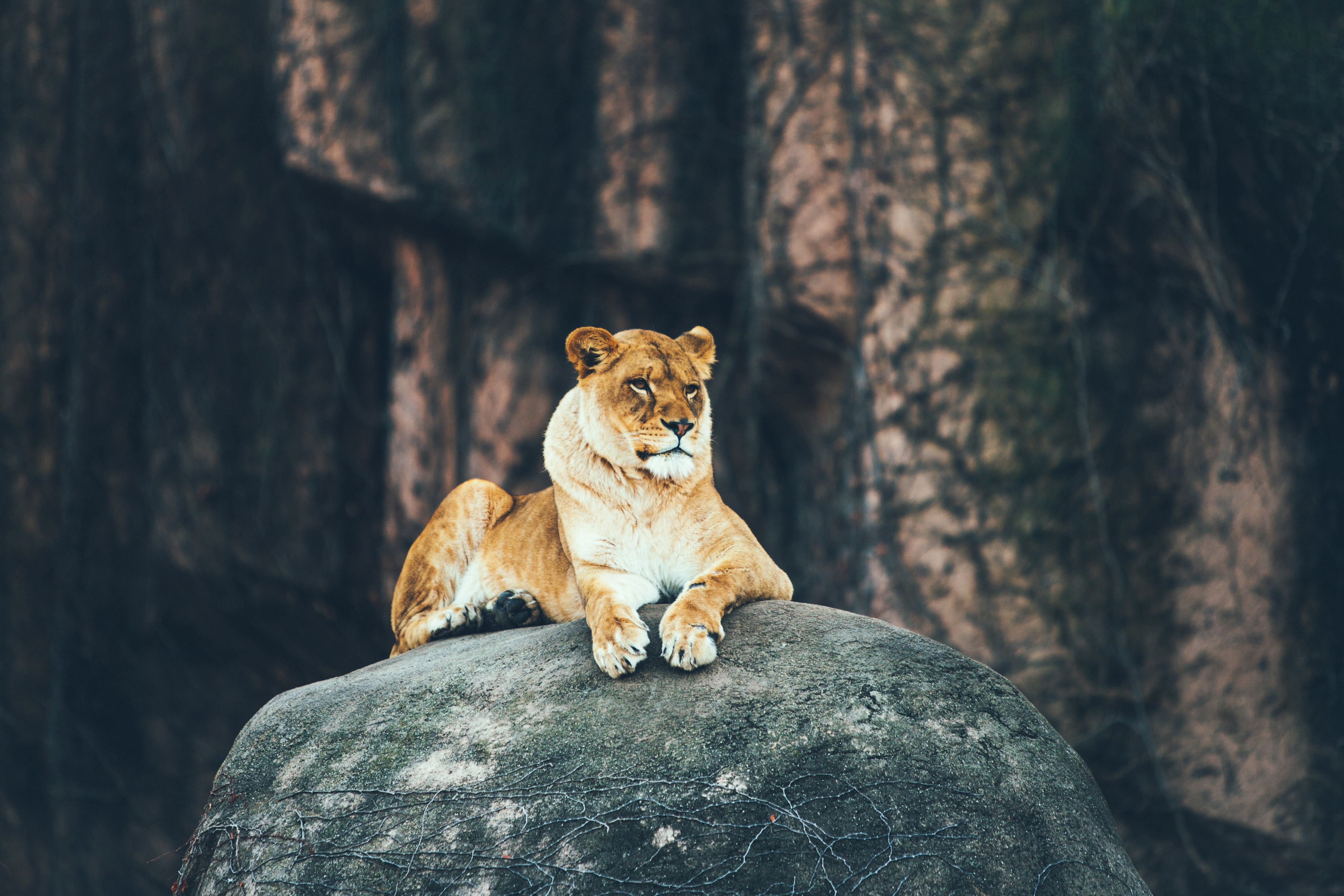 A majestic lioness rests regally on a large rock, her gaze fixed on the distance. The backdrop of a natural, possibly zoo, environment adds to the powerful image