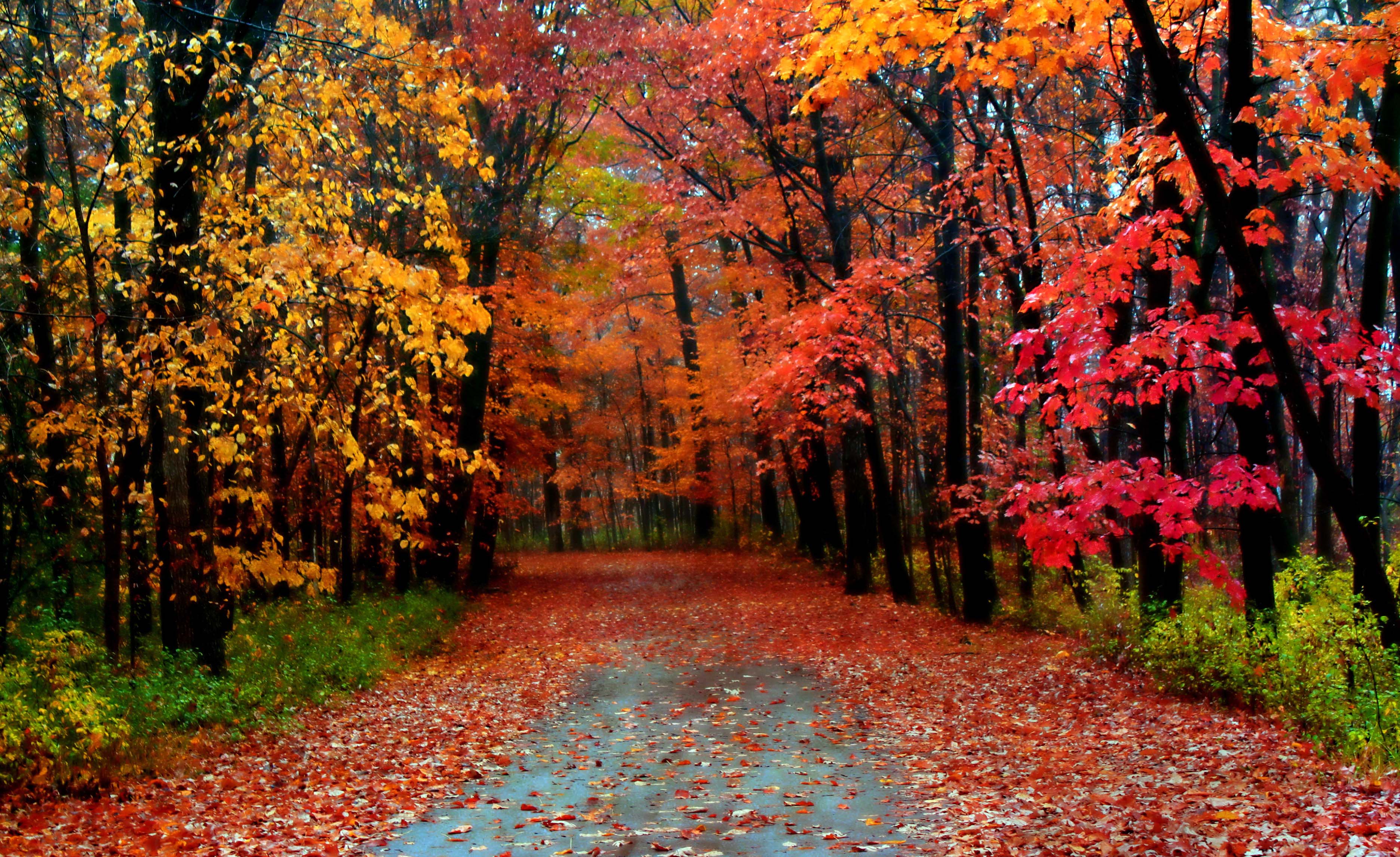 Autumn Season Most Beautiful Wallpaper Full HD