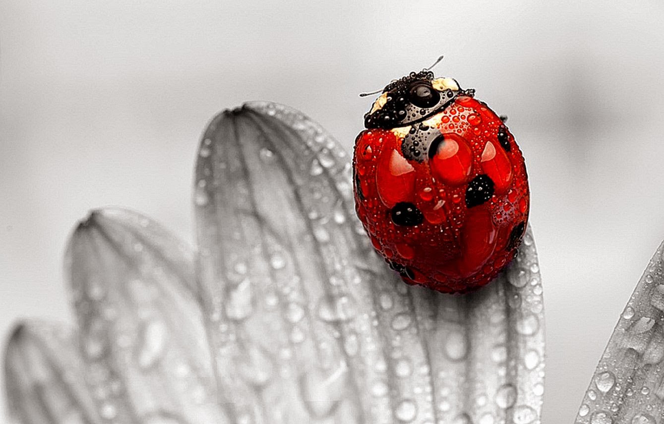 Ladybugs Black Wallpaper HD Picture Background Gallery