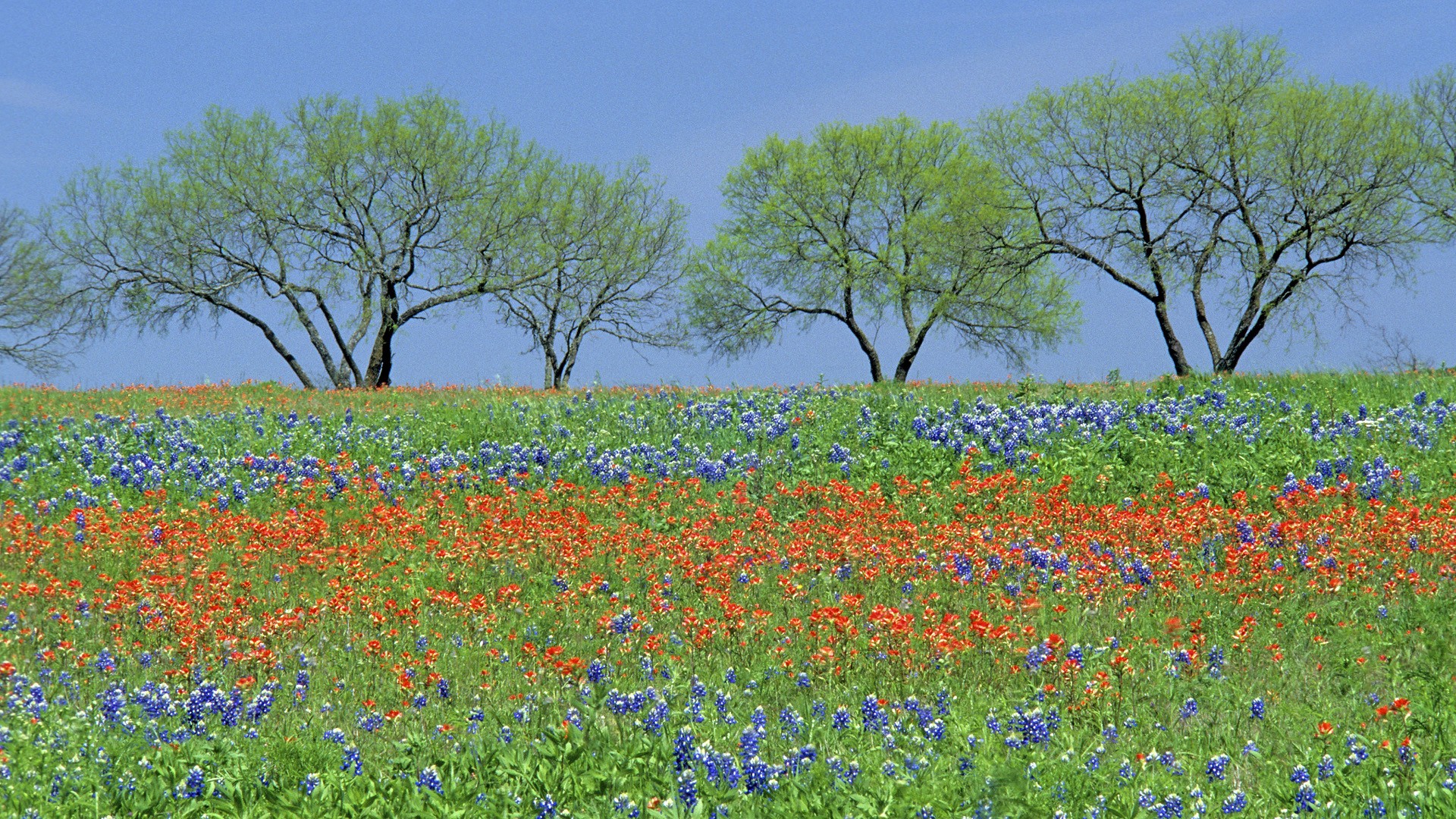Flowers Fields Texas Parks Wildflowers Bluebon Wallpaper Background
