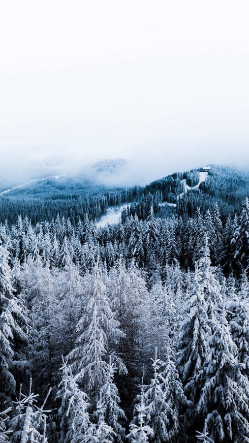 Winter Forest Phone Wallpaper