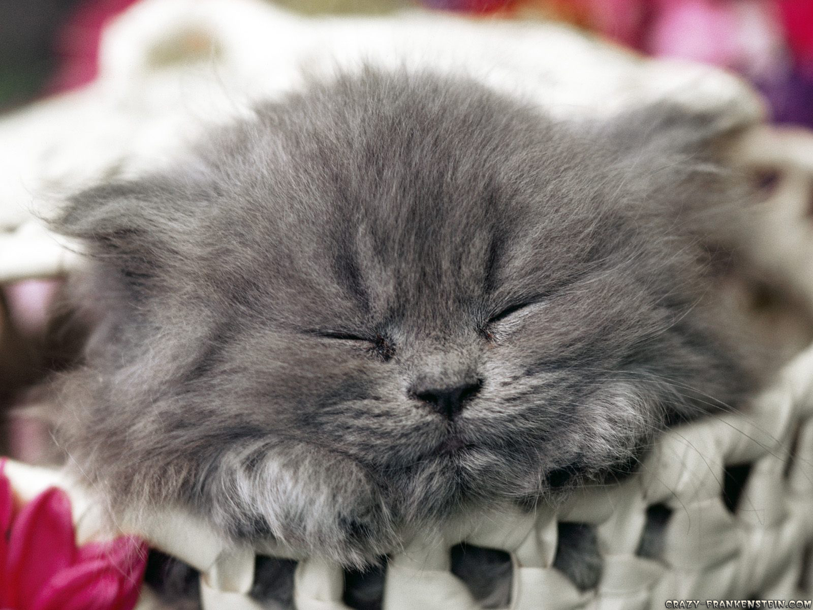 Cute Kitty Wallpaper Cats
