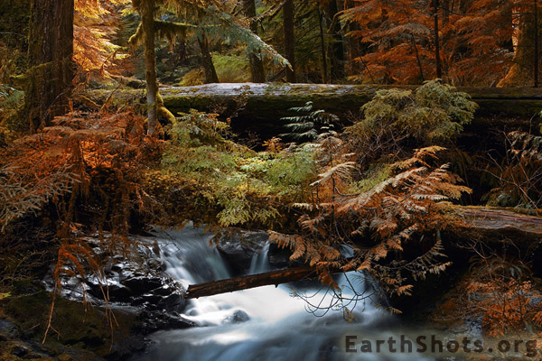 Forest Stream Earthshots Org By Dean