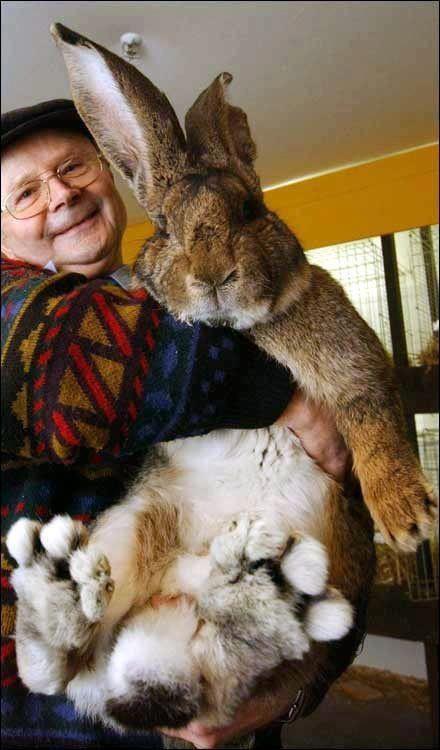 World S Largest Bunny