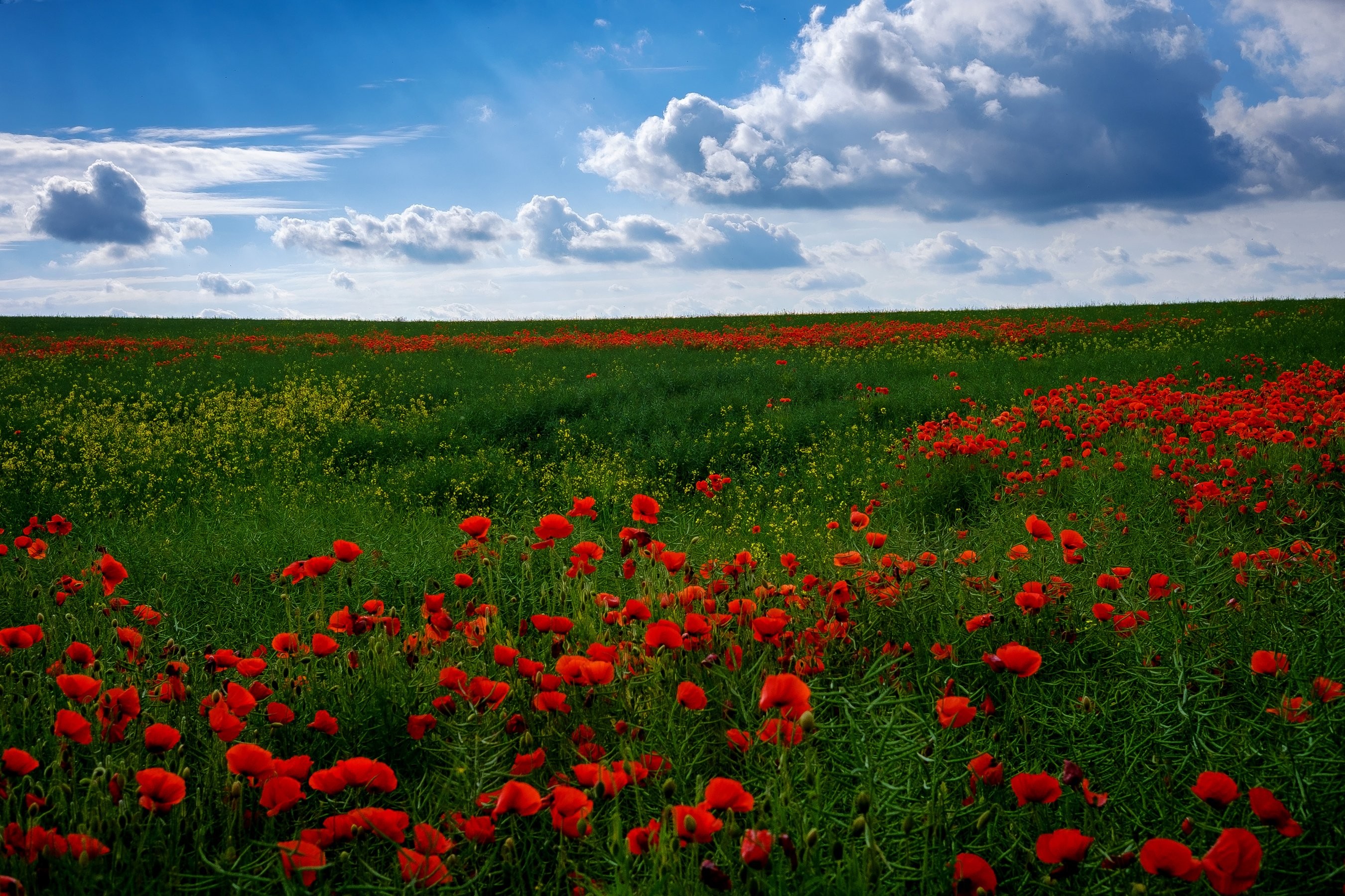 Mobile Wallpaper Clouds Poppies Sky Nature Many Grass