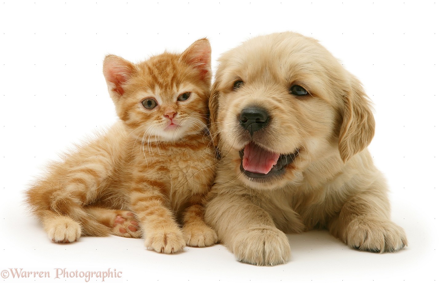 High Resolution Creative Kitten And Puppy Pictures