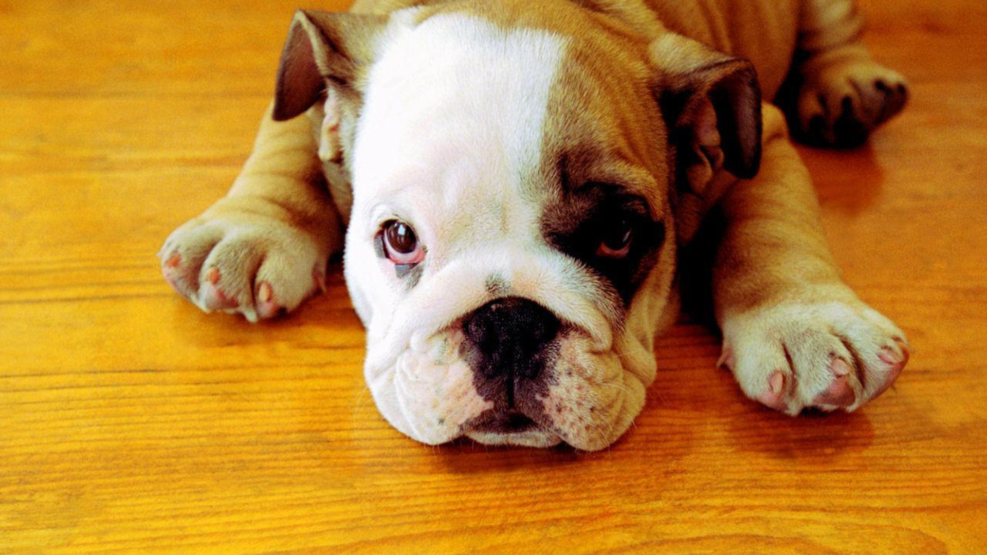 Wallpaper Cute Bulldog Image