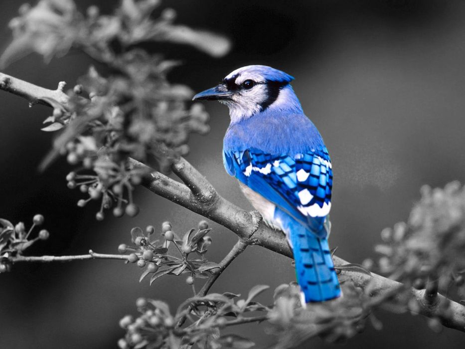 Birds Blue Jay Selective Coloring Wallpaper