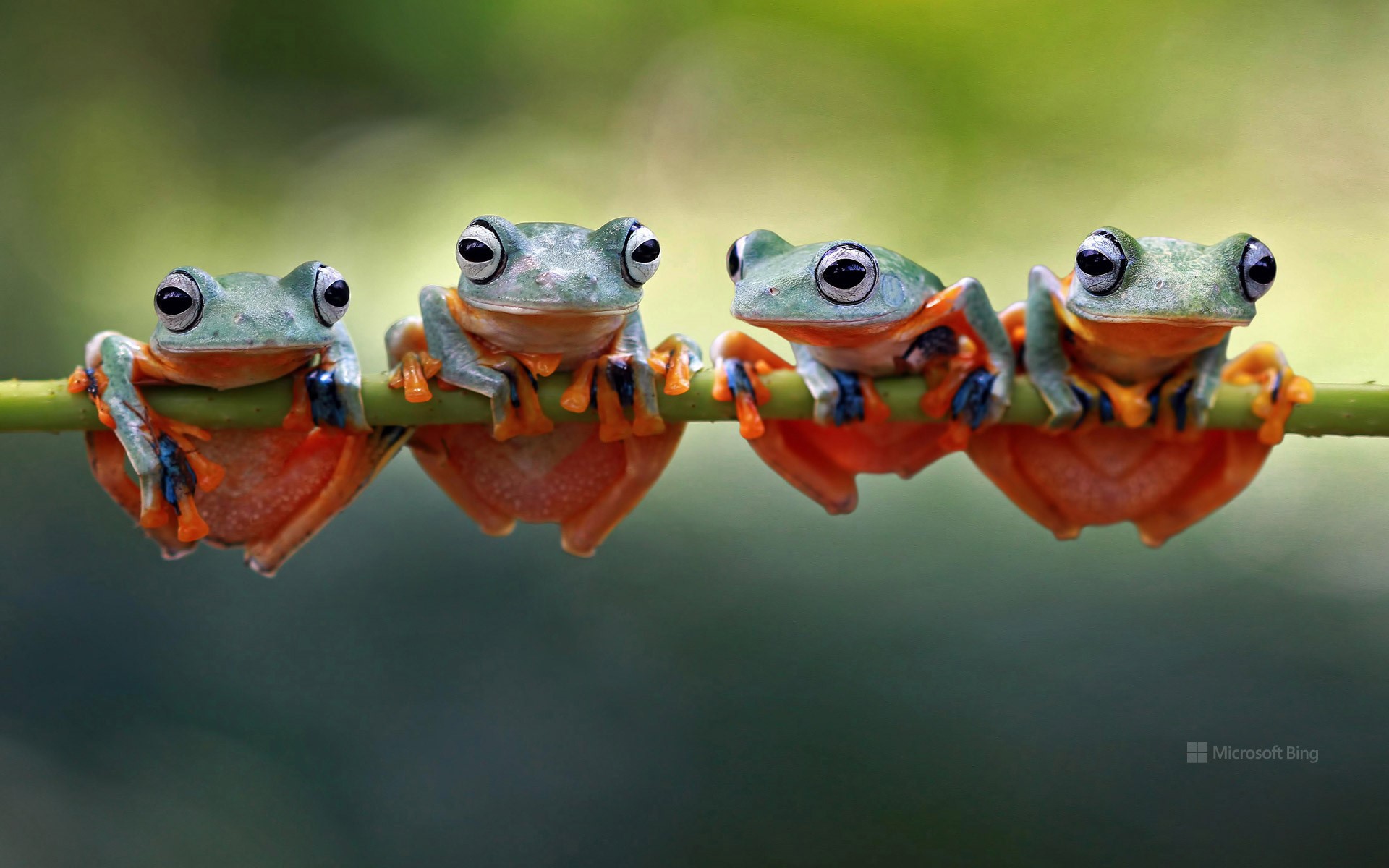 Four Javan tree frogs sitting together on a stalk in Indonesia