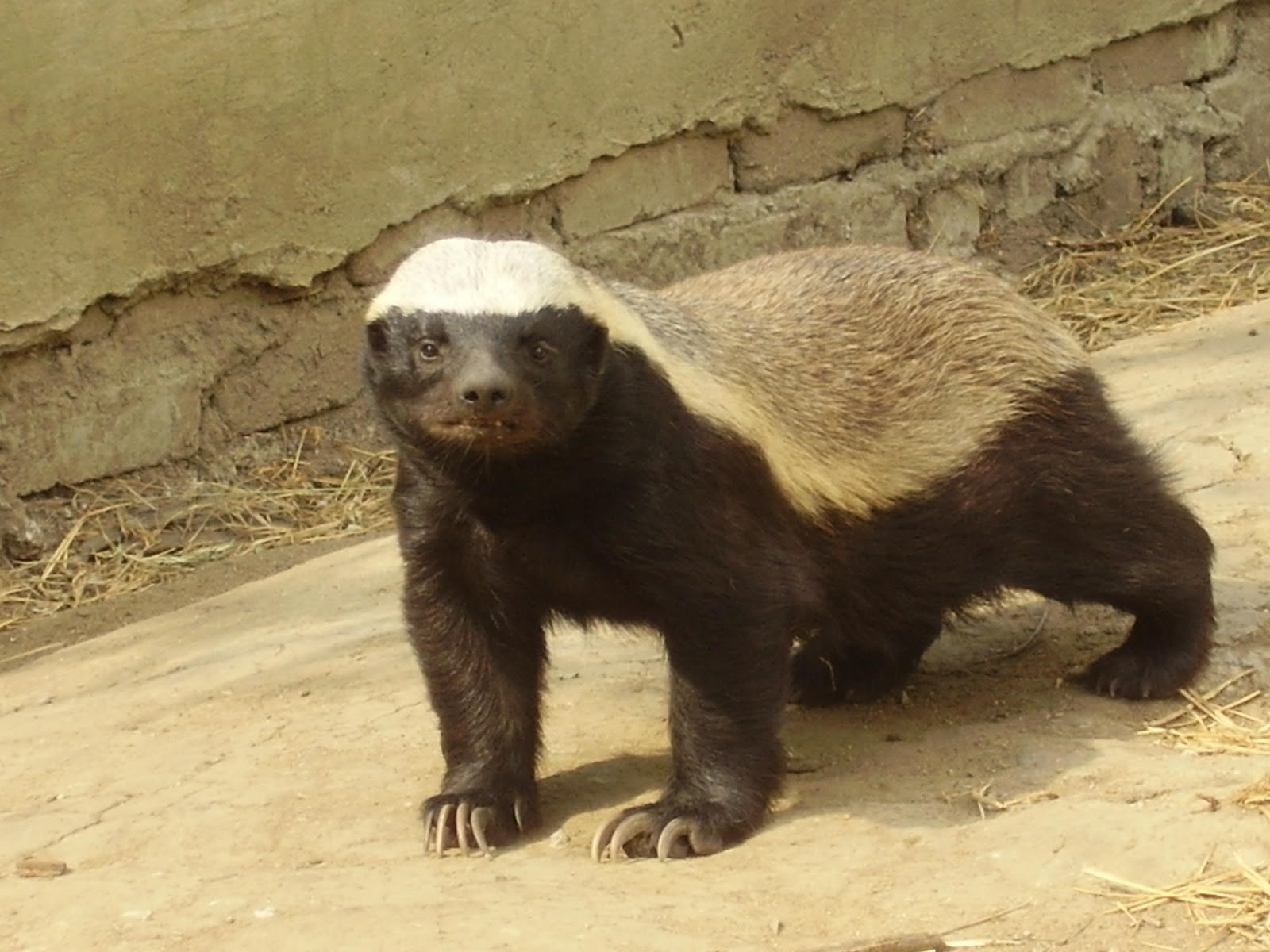Honey Badgers Are Mammals Have Claws