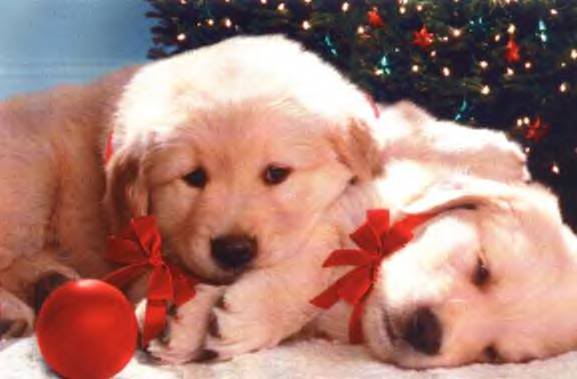 Christmas Background Puppy
