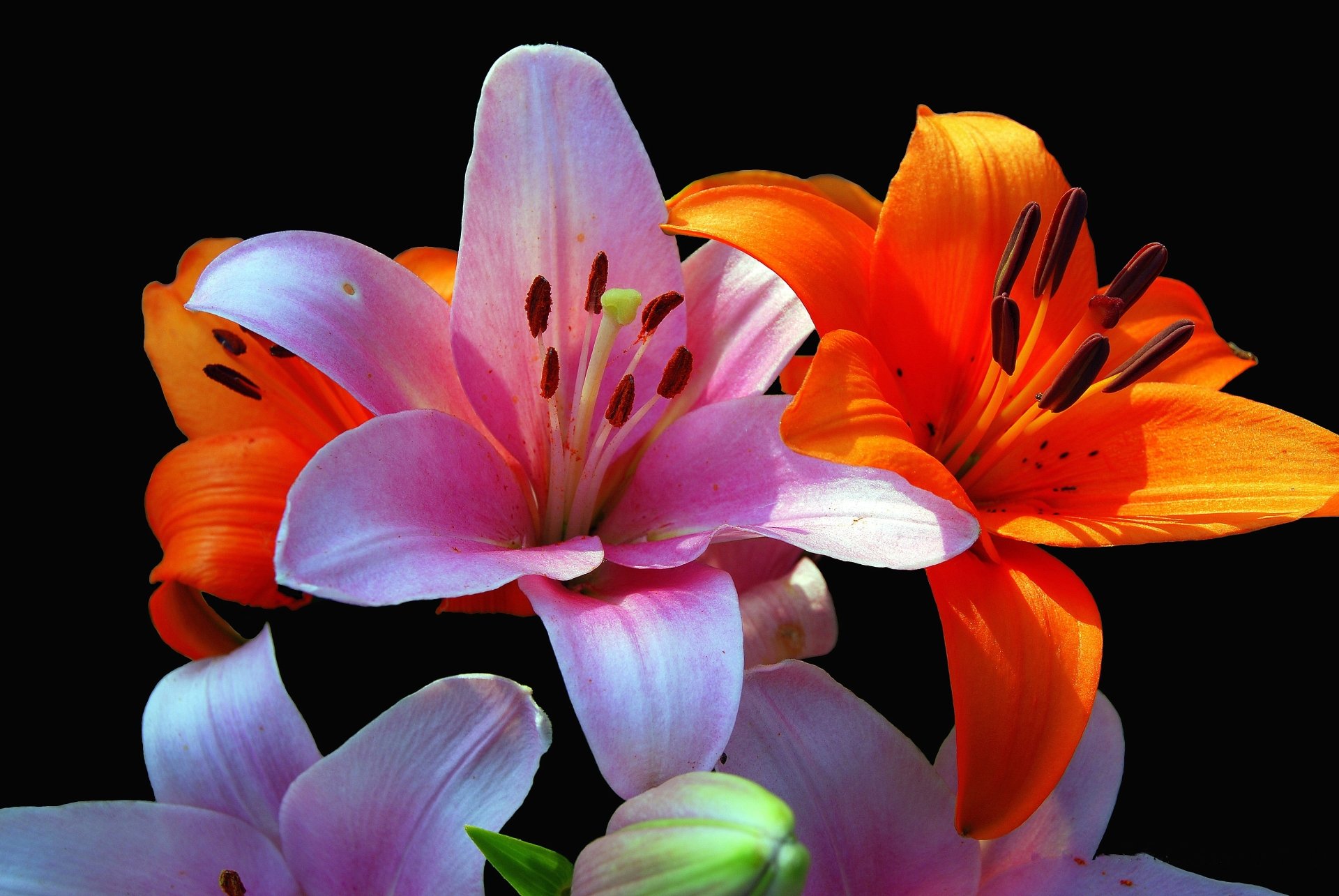 Orange Flower Purple Close Wallpaper