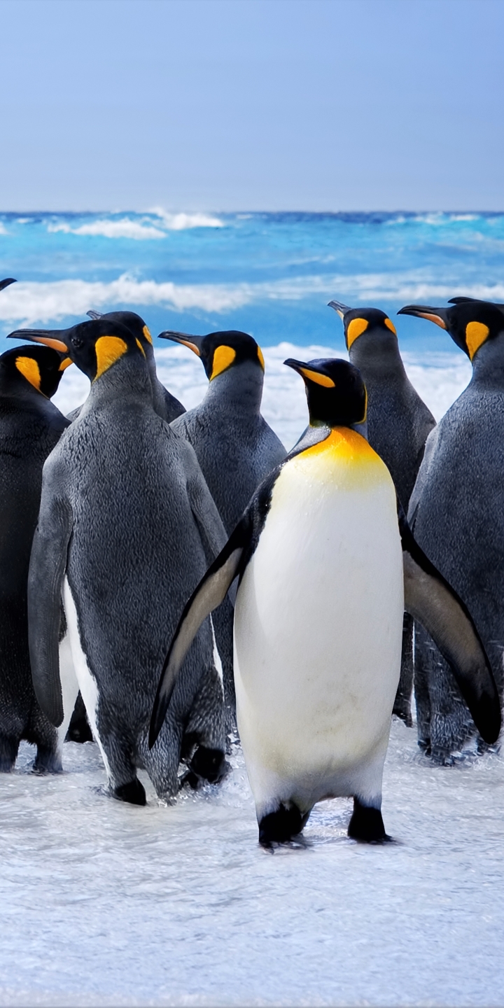 Animal Penguin Wallpaper Id