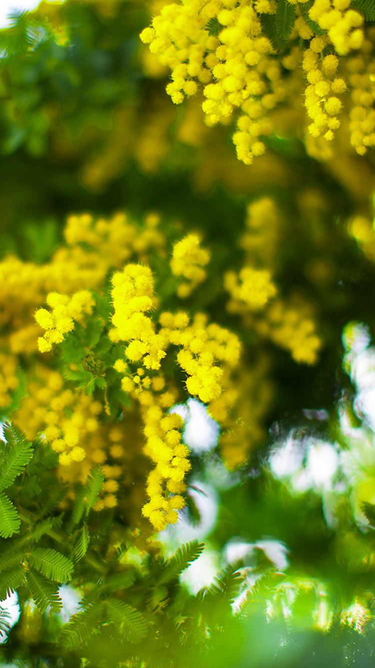 Lush Yellow Flowers iPhone Wallpaper HD