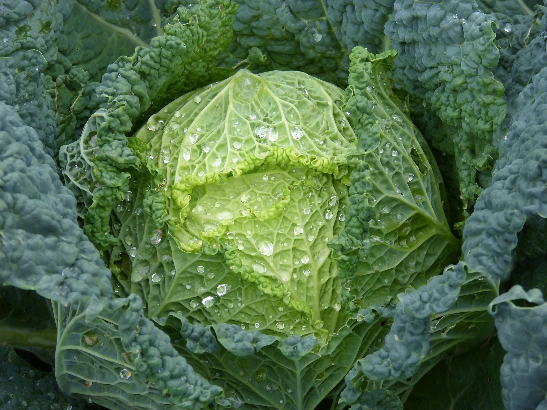 Cabbage Wallpaper Full HD Image