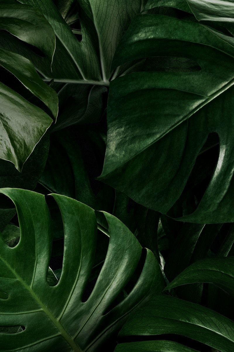 Monstera leaves nature background wallpaper free image by