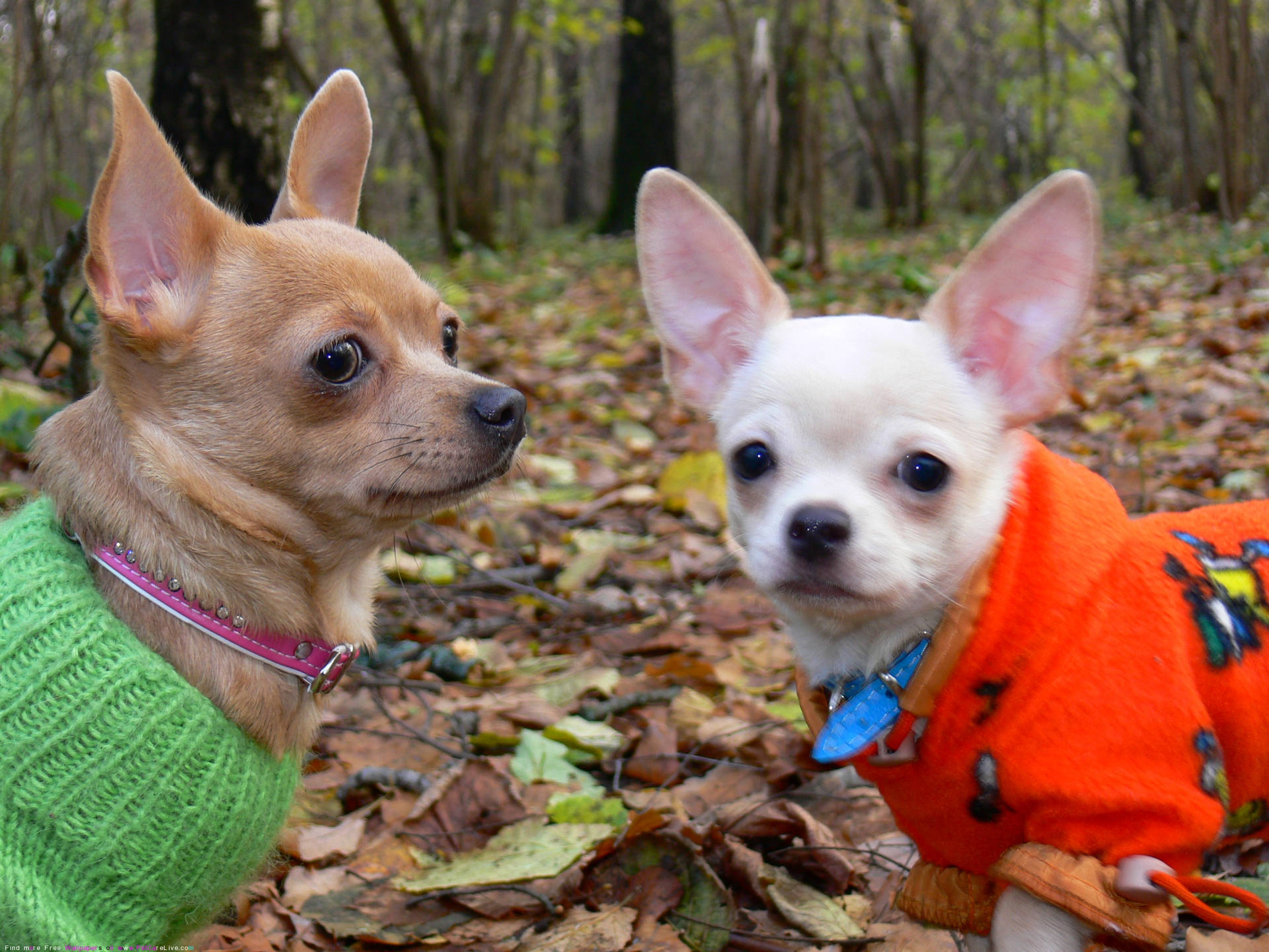 Chihuahuas On Forest Walk Yly5prtuaniq4m8e Wallpaper