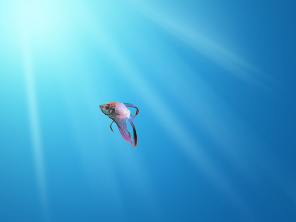 Fish Wallpaper Windows Photoshop