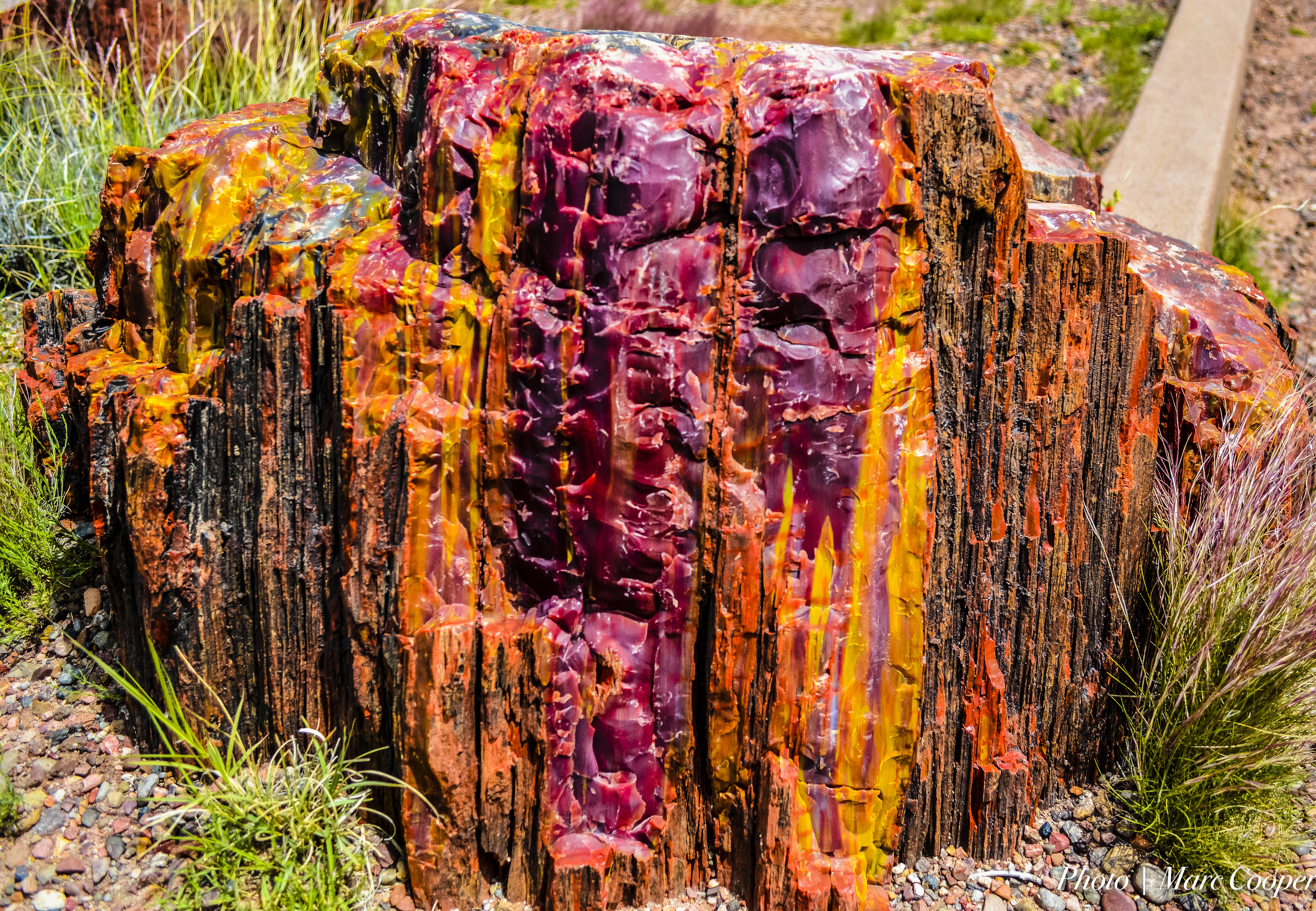 Petrified Color Forest Natl Park Image