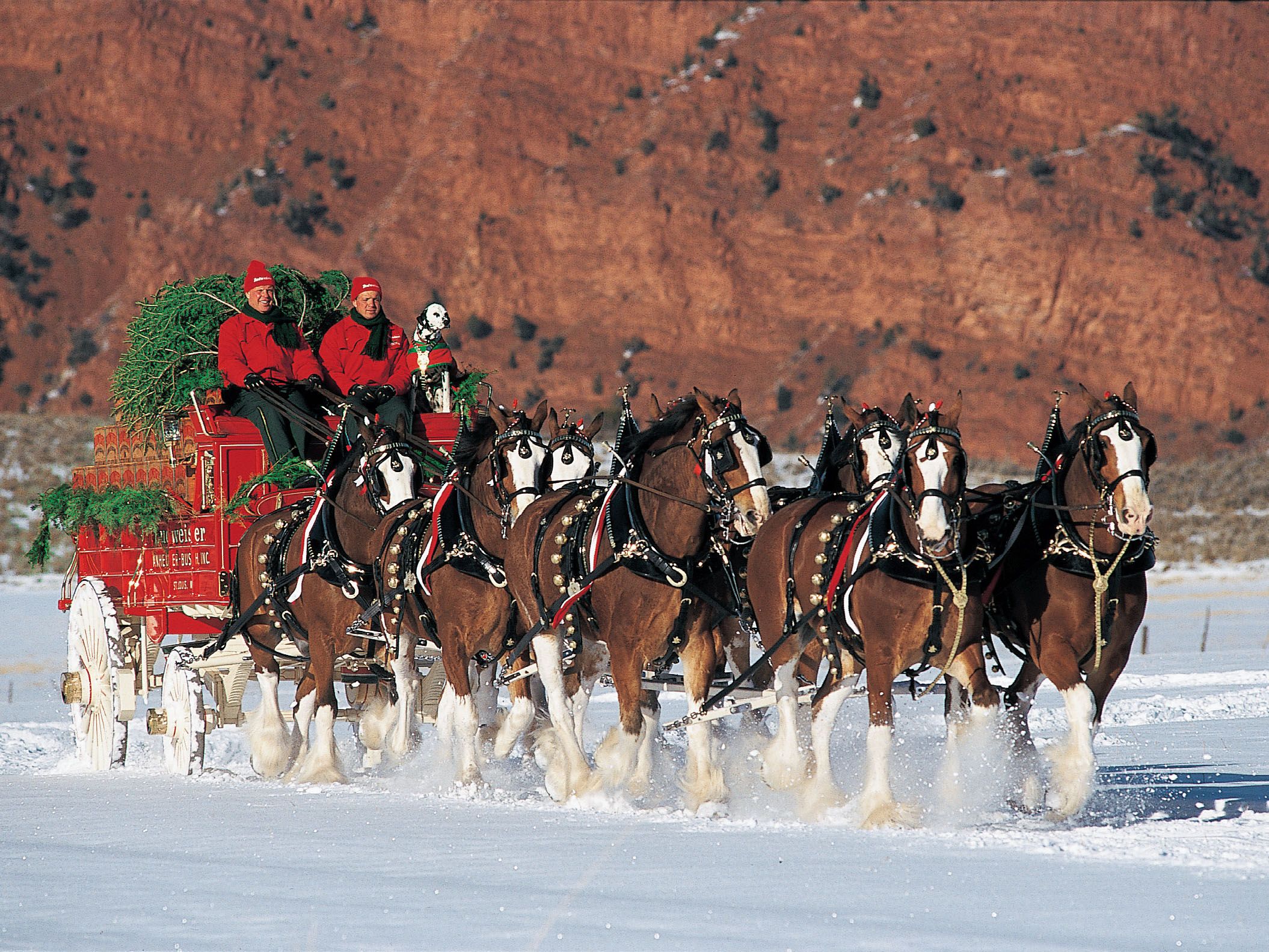 Clydesdale Wallpaper