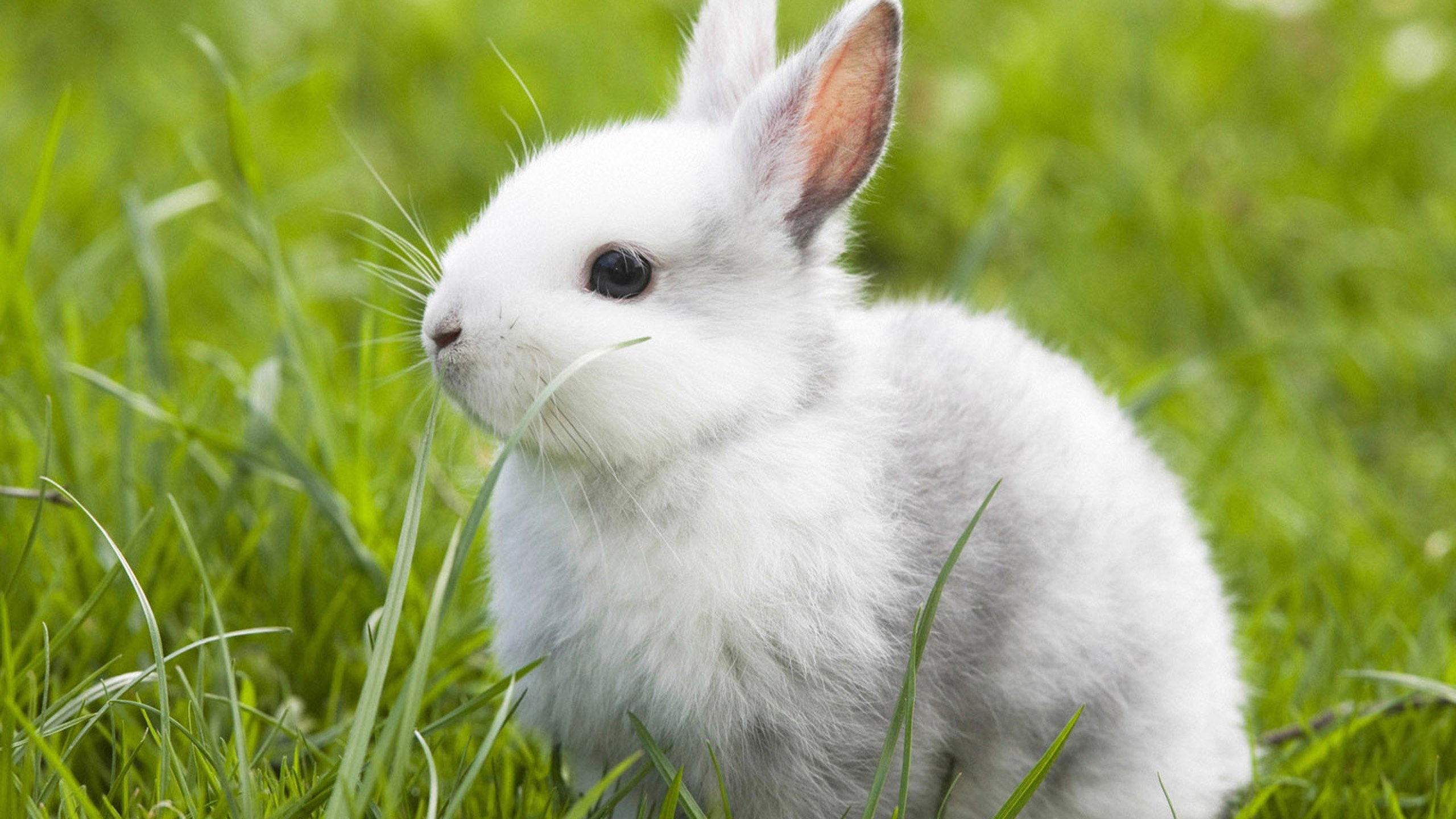 Rabbit Wallpapers Free Download Cute White HD Desktop Wide Images