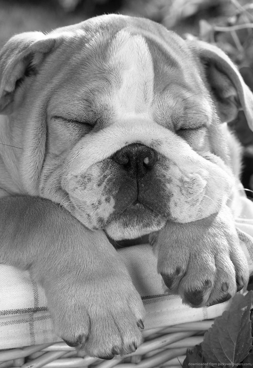 Cute Bulldog Sleeping In A Basket Screensaver For Amazon Kindle Dx