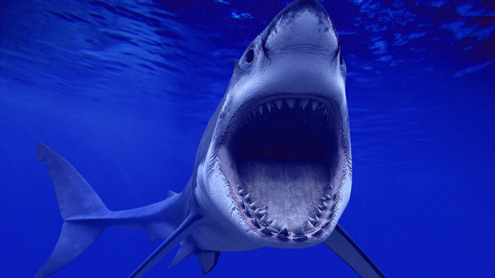 Shark Wallpaper HD