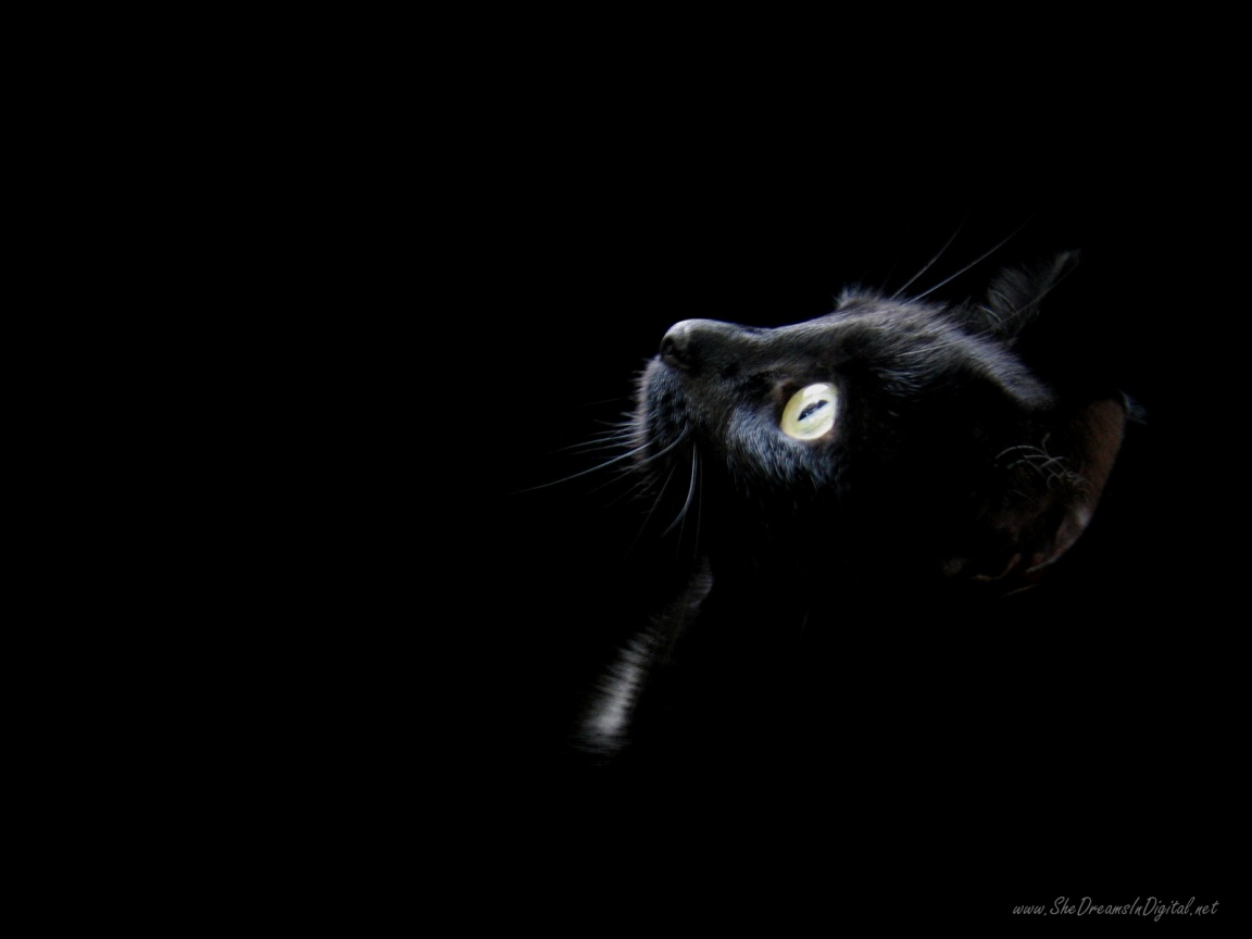 Download wallpaper 840x1160 black cat, muzzle, animal, yellow eyes, iphone  4, iphone 4s, ipod touch, 840x1160 hd background, 922