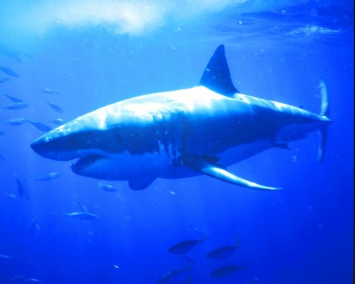 Related wallpapers animals sharks great white shark 500x400