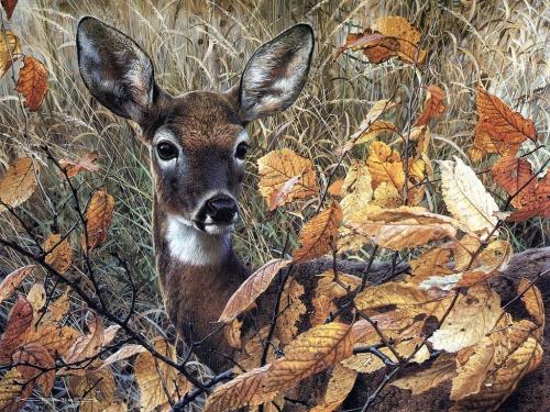 Funny Deer Wallpaper Widescreen Animal