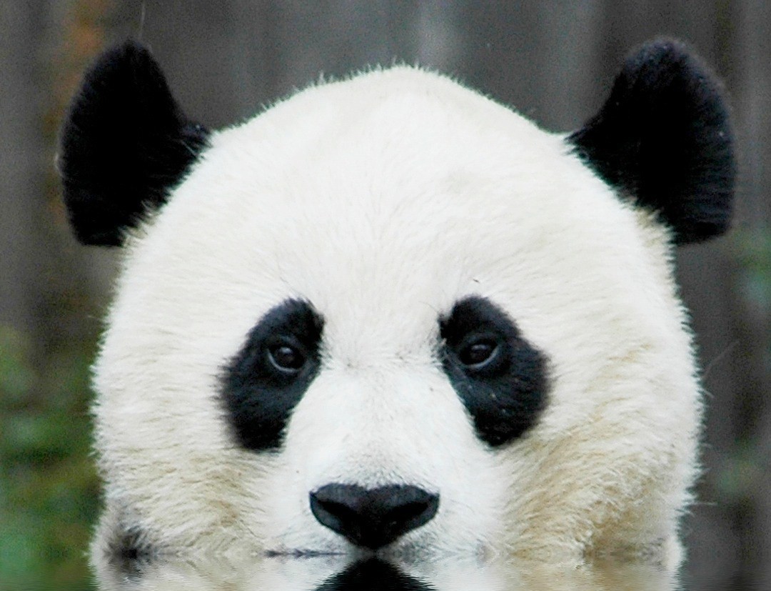 HD Wallpaper Background Of Panda Bear Home Pictures