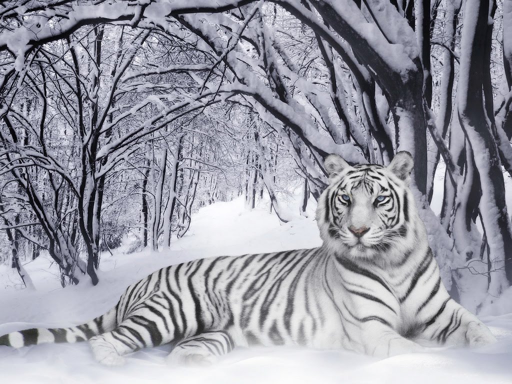Animals Zoo Park White Tiger Wallpaper For Desktop