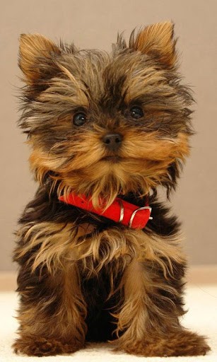 Yorkshire Terrier Wallpaper For Android By Larus Co