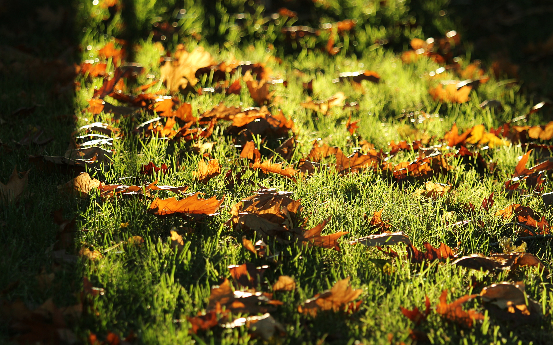 Nicu S Foss N Stuff Autumn Wallpaper