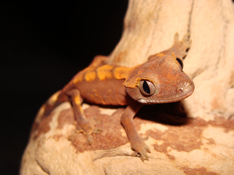 Baby Crested Gecko HD Wallpaper Background Image
