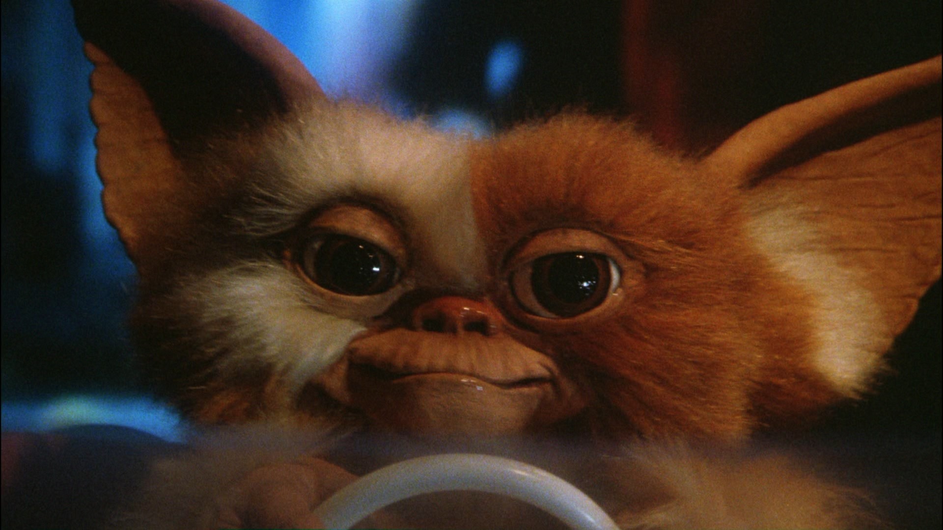 Gizmo Gremlins Submited Image