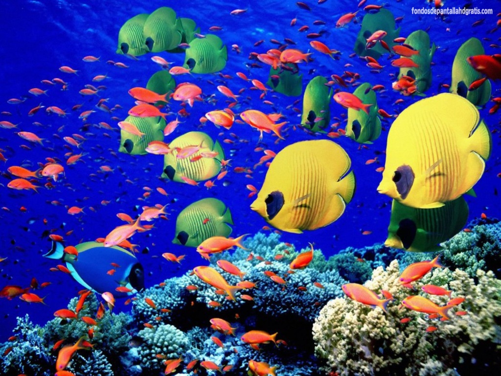 Imagen Sea Coral Reef Fish Wallpaper O76pu HD Widescreen Gratis
